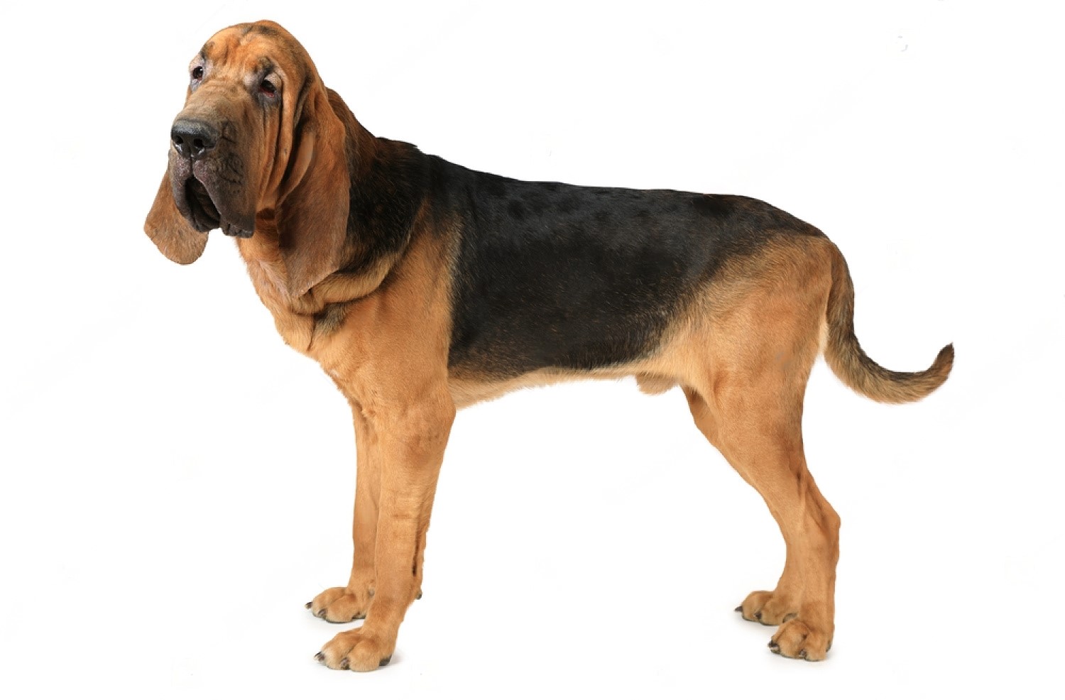 Do Bloodhounds Shed