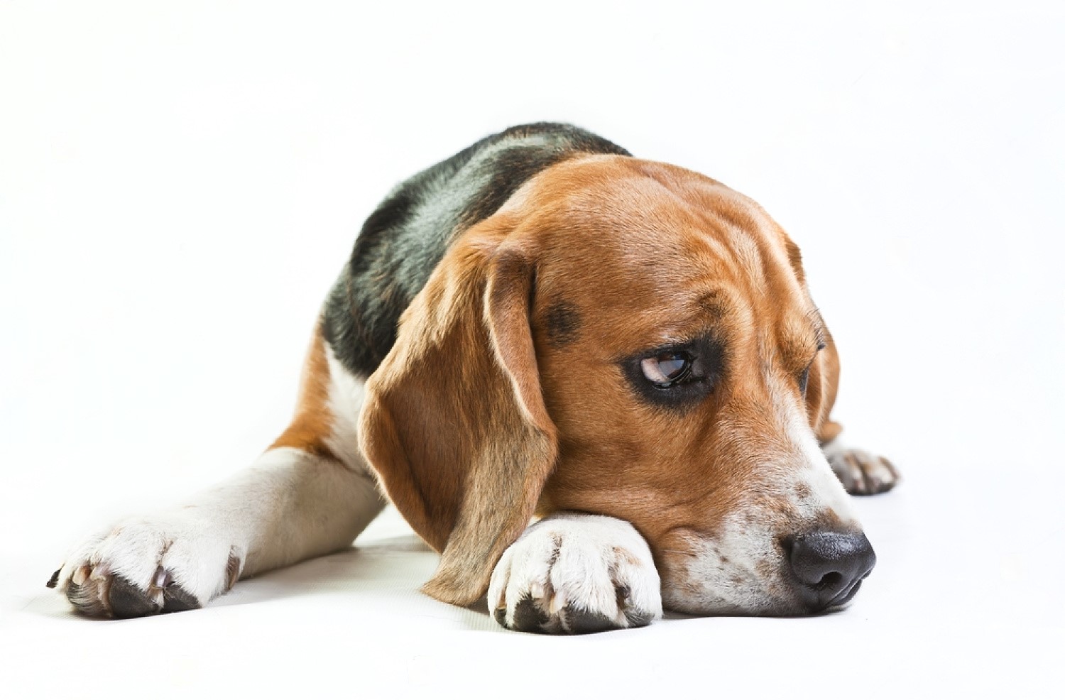 Why Dog Threw Up Yellow Liquid and Died? Petsmartgo