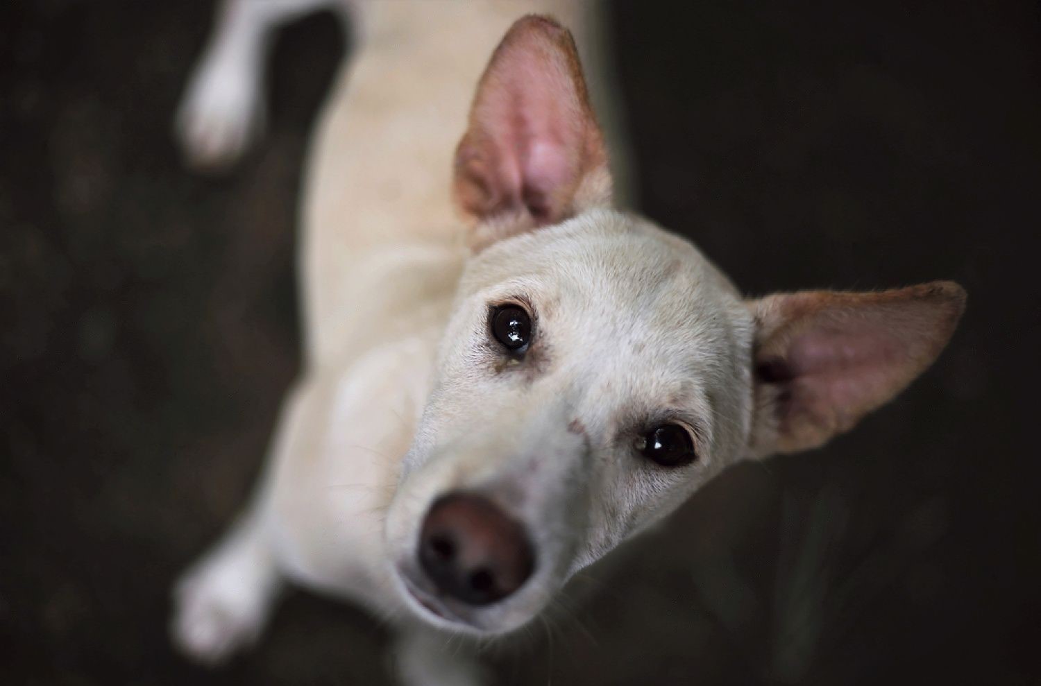 How to Get Rid of Dog Tear Stains in 2023 A StepbyStep Guide