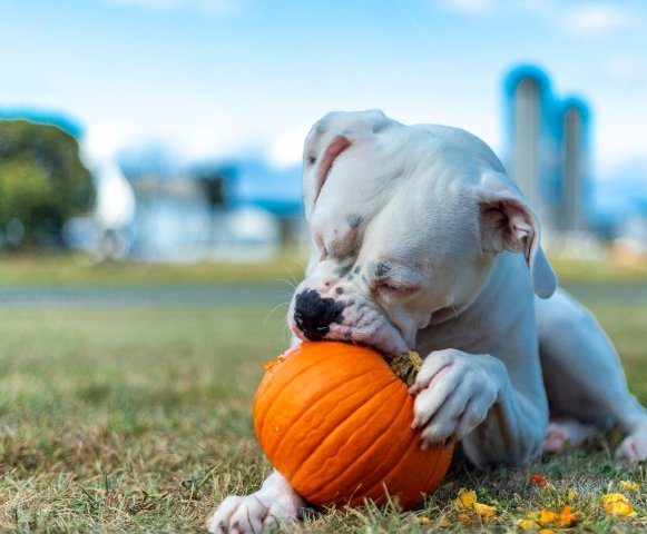 does pumpkin help dogs