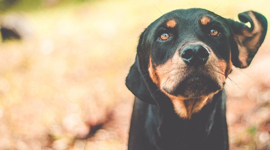 Dogs That Look Exactly Like Rottweiler