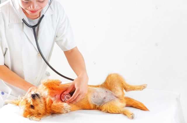 Signs of Heart Failure in Dogs