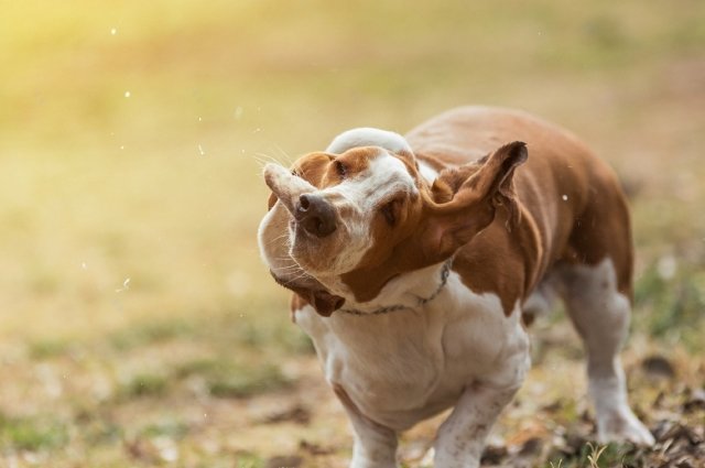 why-do-dogs-shake-their-heads-everything-you-need-to-know-petsmartgo