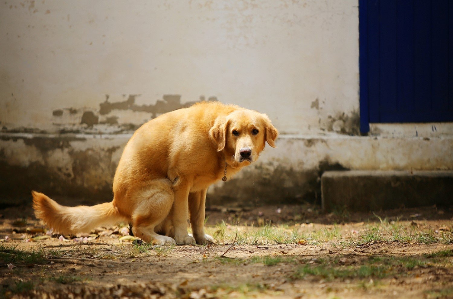 can chicken and rice cause yellow poop in dogs