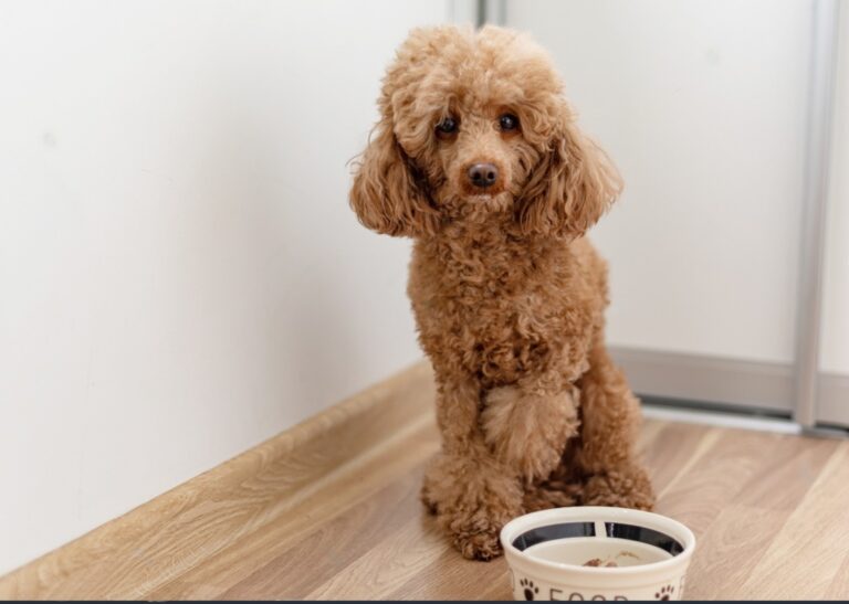 Why Is My Dogs Stomach Making Noises And Not Eating? Petsmartgo