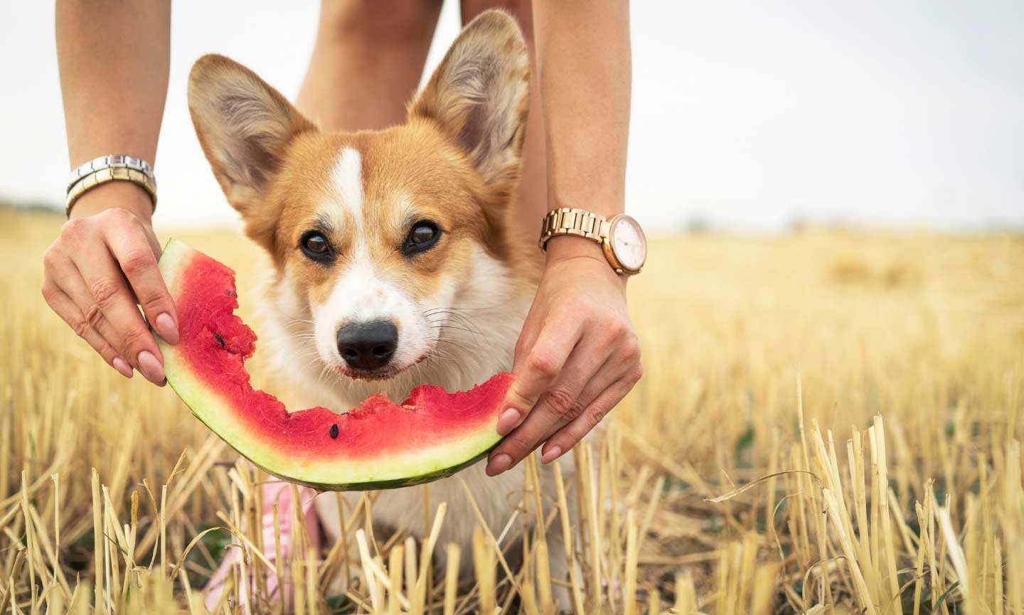 Can Dogs Eat Watermelon? - Petsmartgo