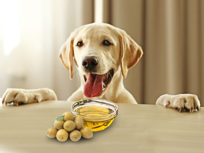 are olives dangerous for dogs