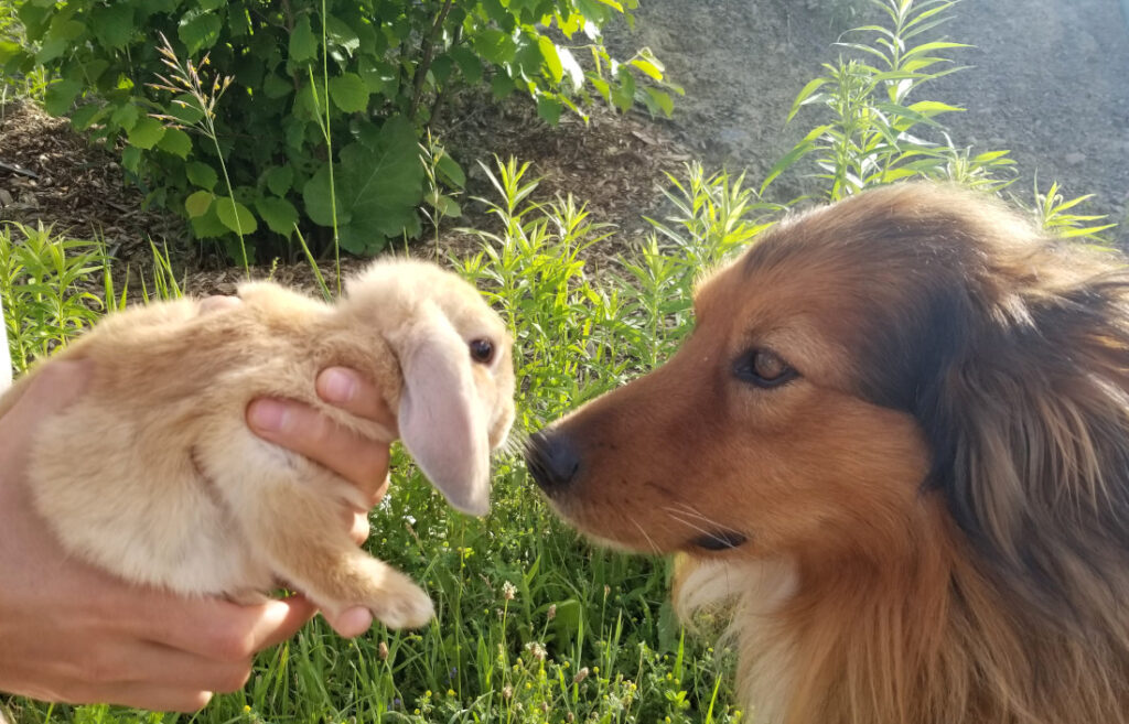Common Dog Breeds That Kills Rabbit
