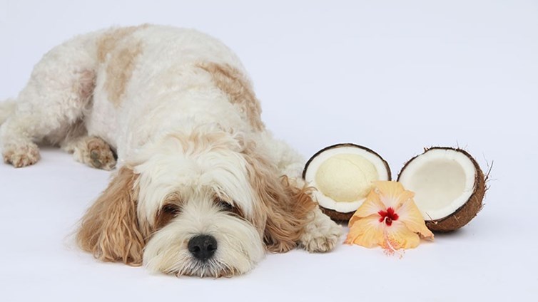 How Much Coconut Oil Should You Give Your Dog?
