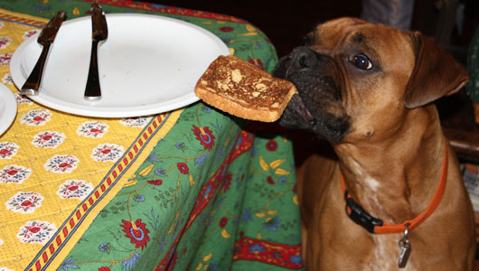 can dogs have cinnamon toast