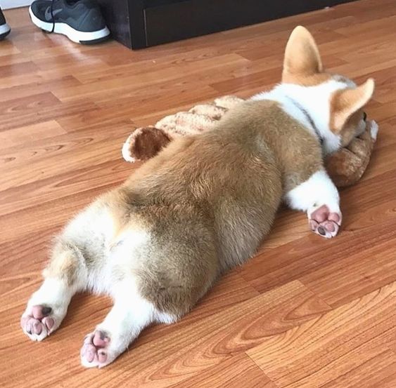 Dog Lying Flat On Belly