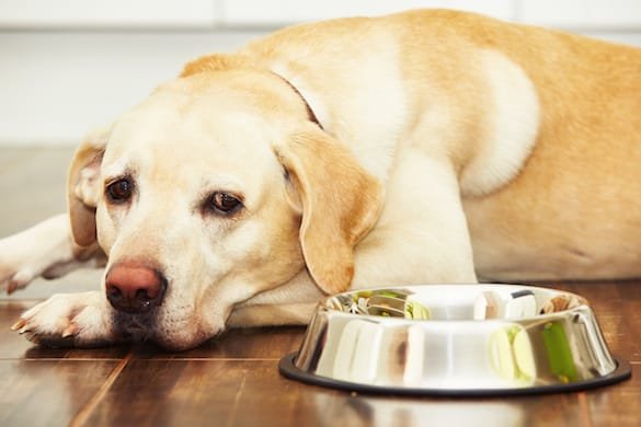 puppy not eating his dry food