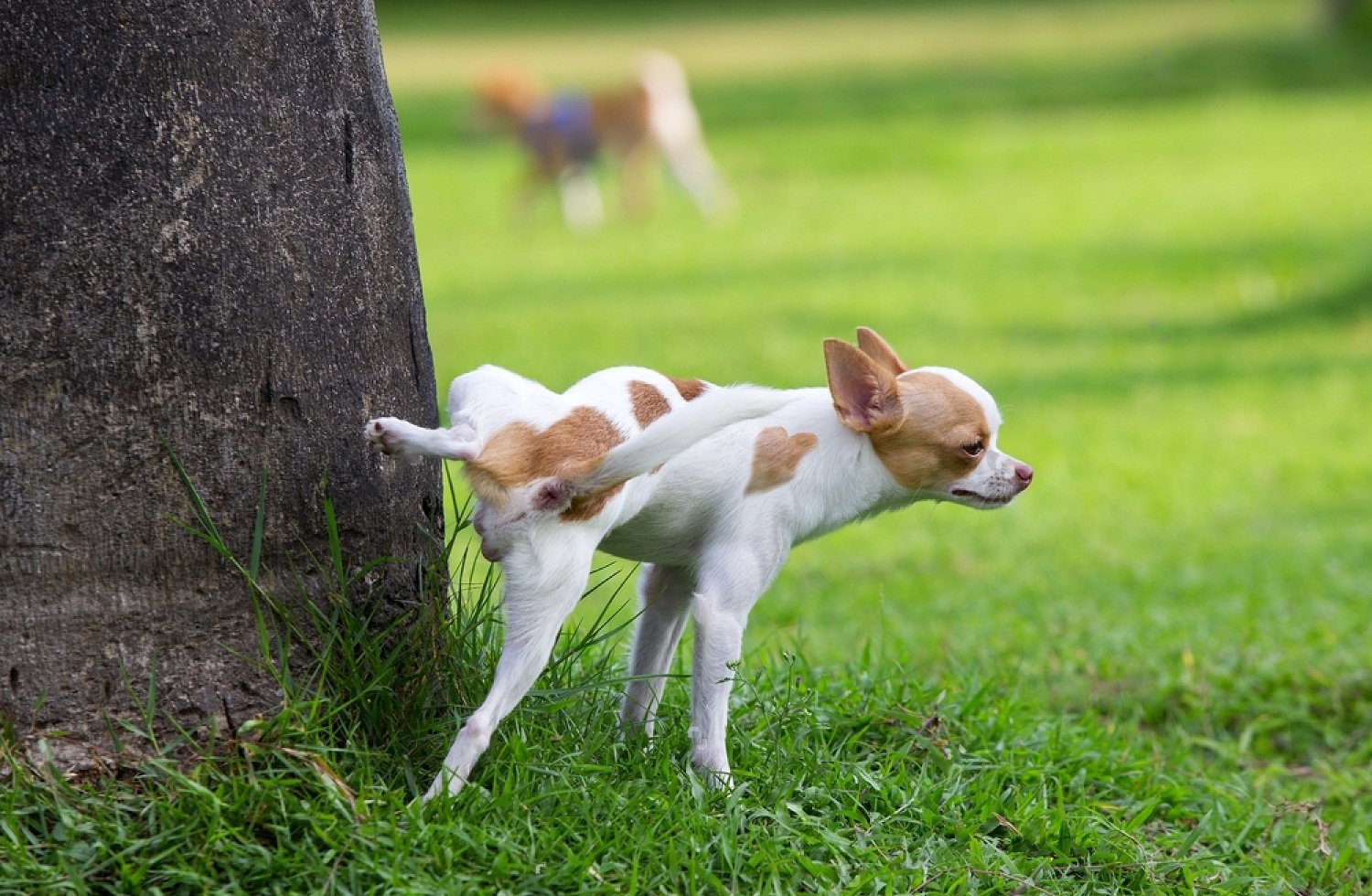 How Long Can A 2 Year Old Dog Hold Its Pee