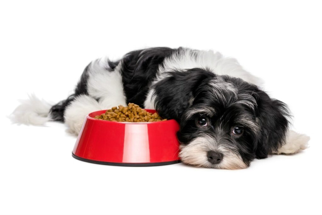 Dog Not Eating After Neutering