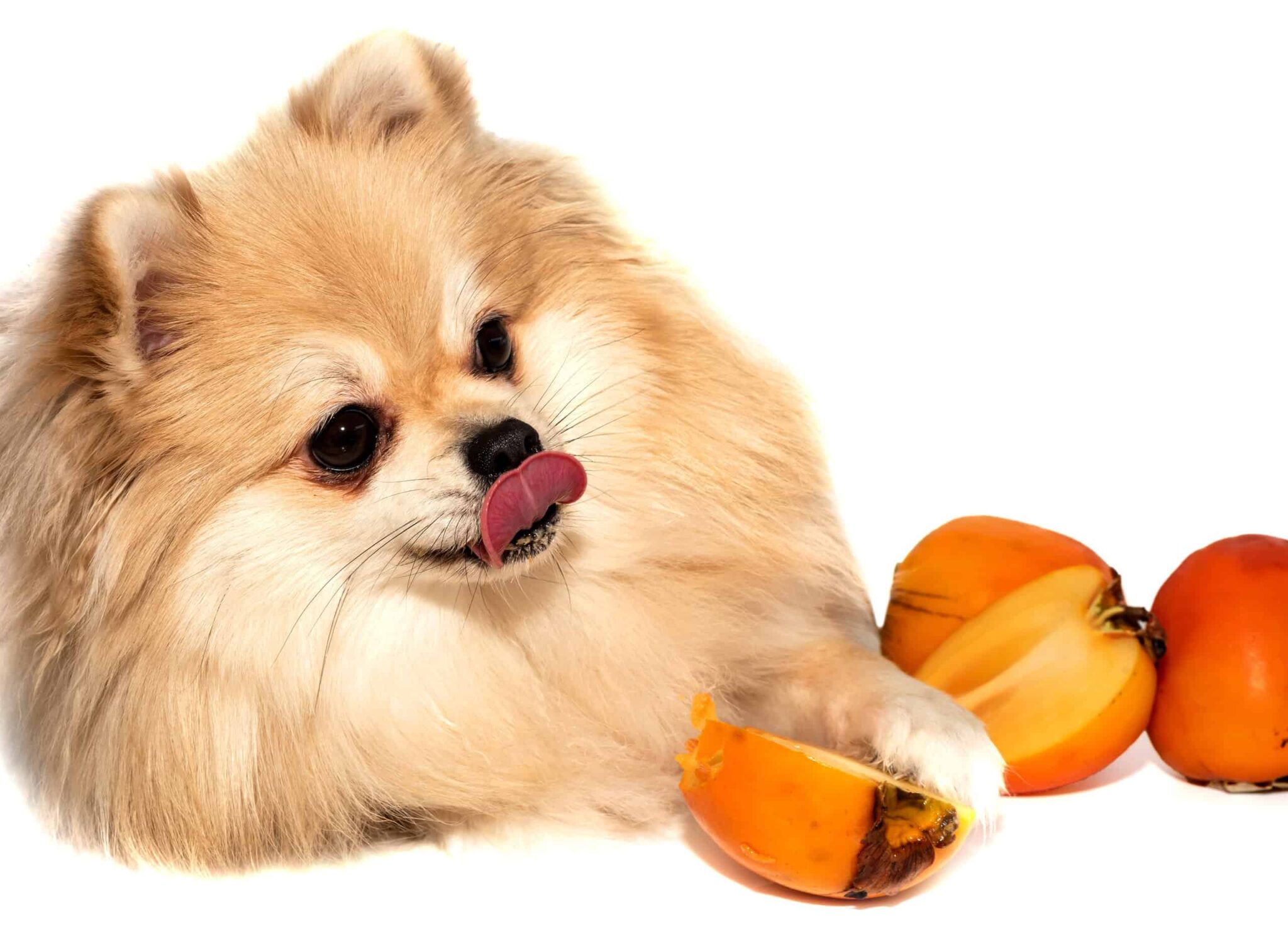 Can Dogs Eat Persimmons? - Petsmart