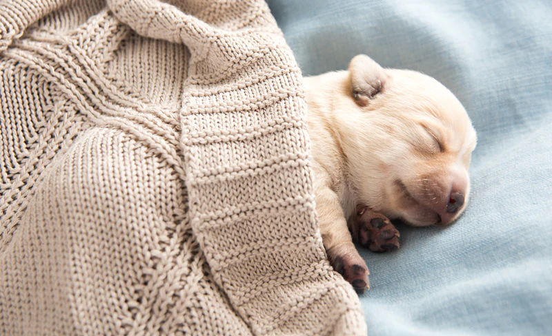 can puppies control their body temperature