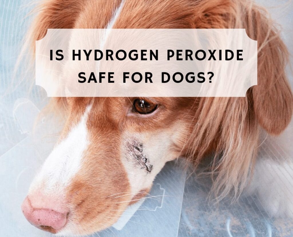 Can You use Hydrogen Peroxide on Dogs?