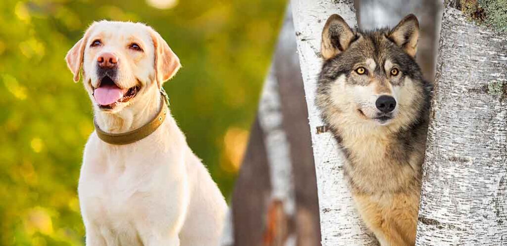 Wolf vs Labrador
