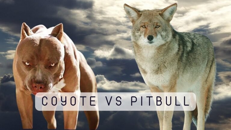 Pitbull vs Coyote: Who would win in a fight? - Petsmartgo