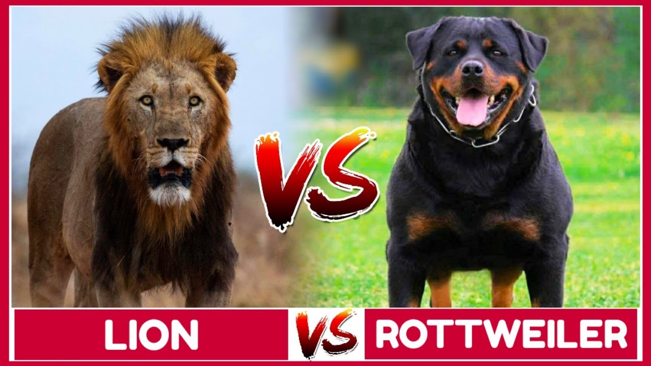 Lion vs Rottweiler