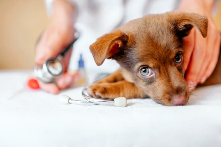 Why Is My Puppy Not Eating After Deworming?