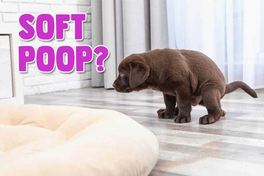 Puppy Not Pooping After Eating [The Causes & What You Must Do 4 Puppy Not Pooping After Eating