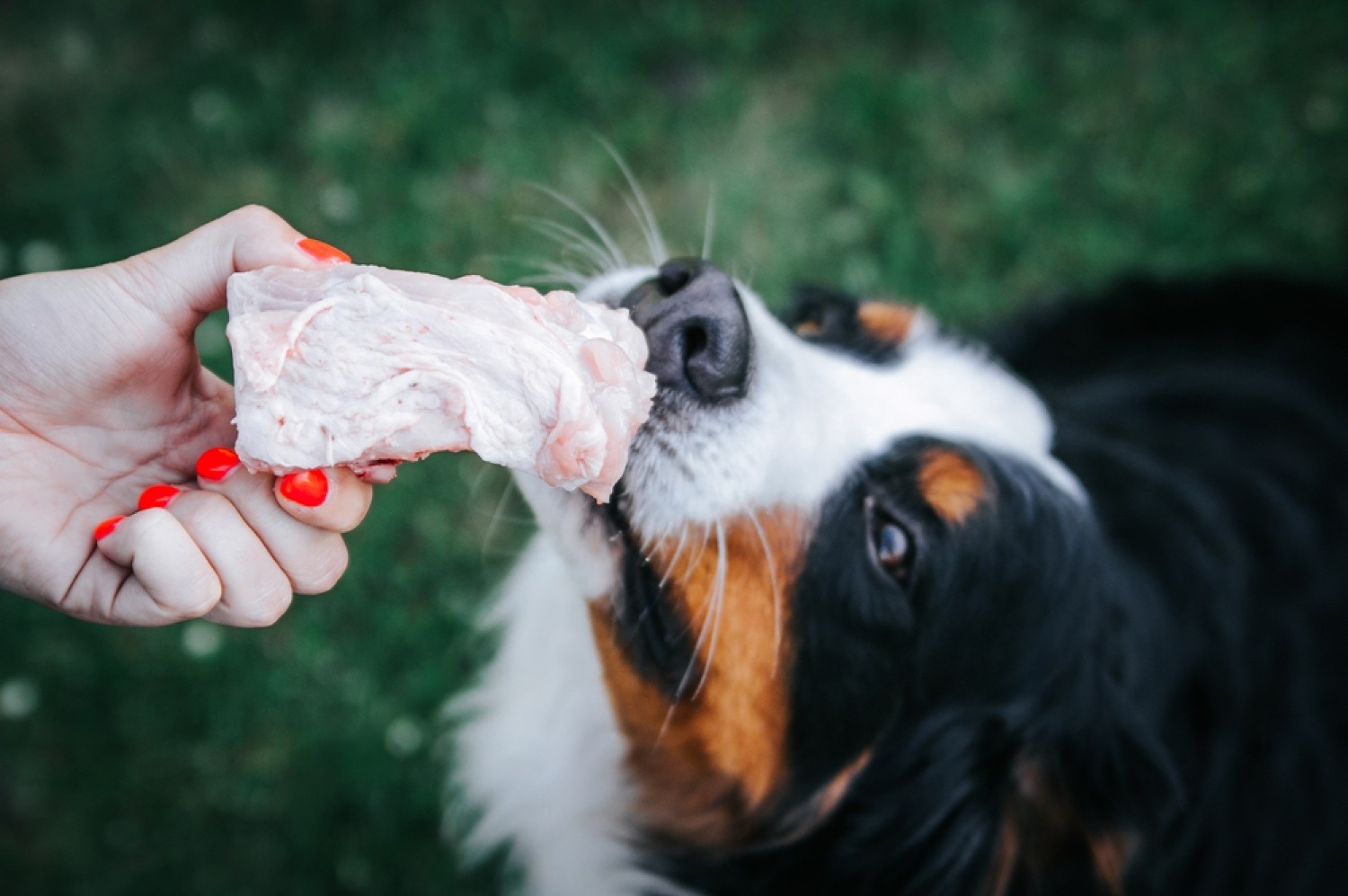 Is Raw Ground Beef Safe for Dogs