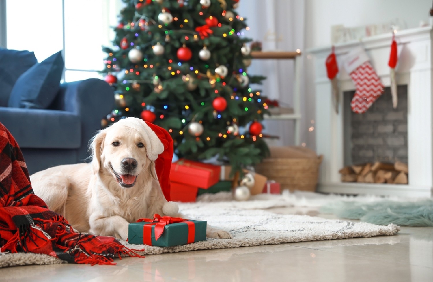 Pawsome : The Best Gifts for Your Furry Friend