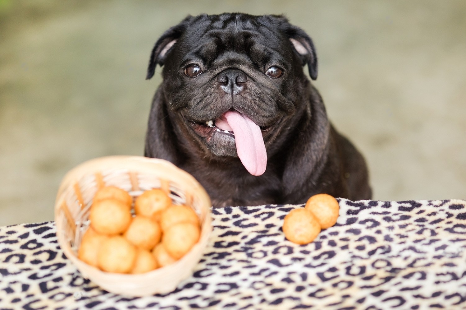 Feeding Dogs Potatoes
