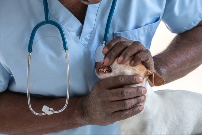 I Euthanized My Dog With Tylenol PM A Heartbreaking Story Petsmartgo