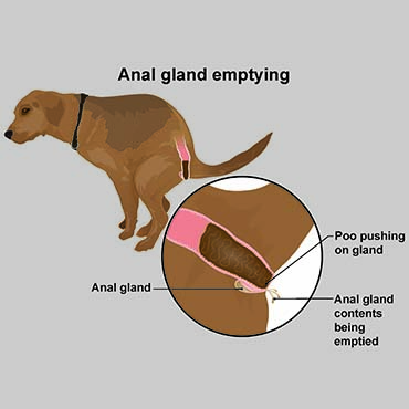 Anal Gland Fluid In Dog