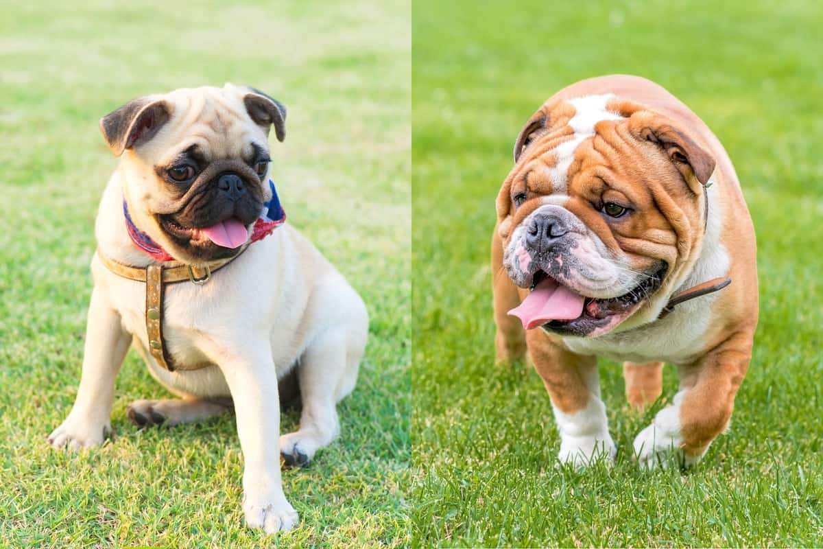 Bulldog vs Pug: Comparing and Contrasting - Petsmartgo