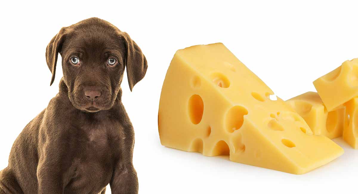 Can Dogs Have Goat Cheese