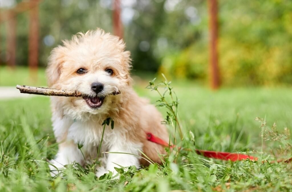 can-puppies-chew-on-sticks-petsmart