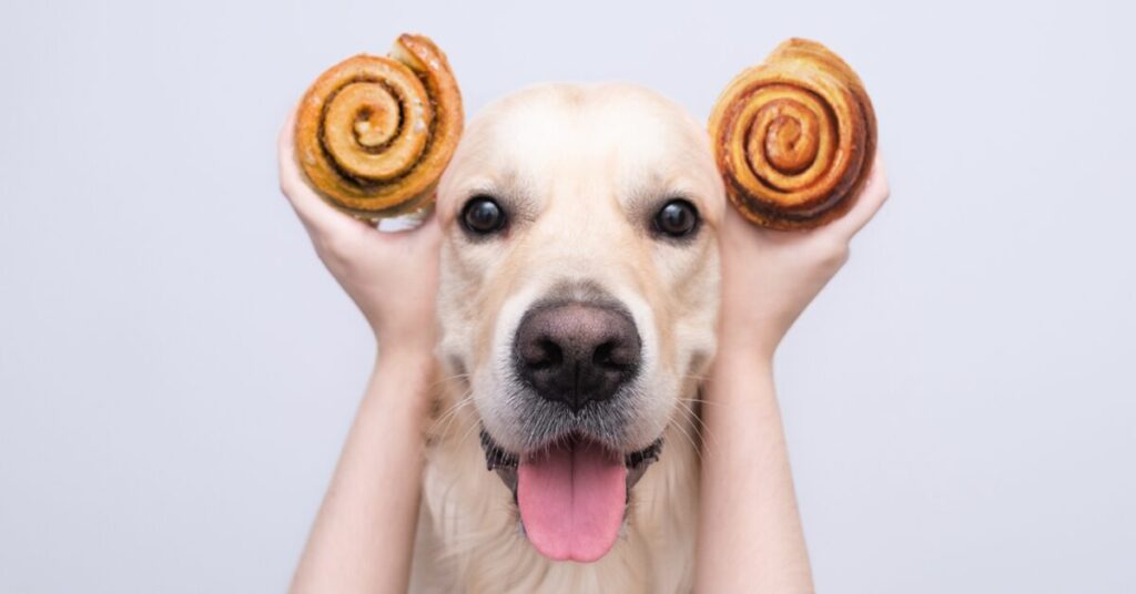 are cinnamon roles safe for dogs