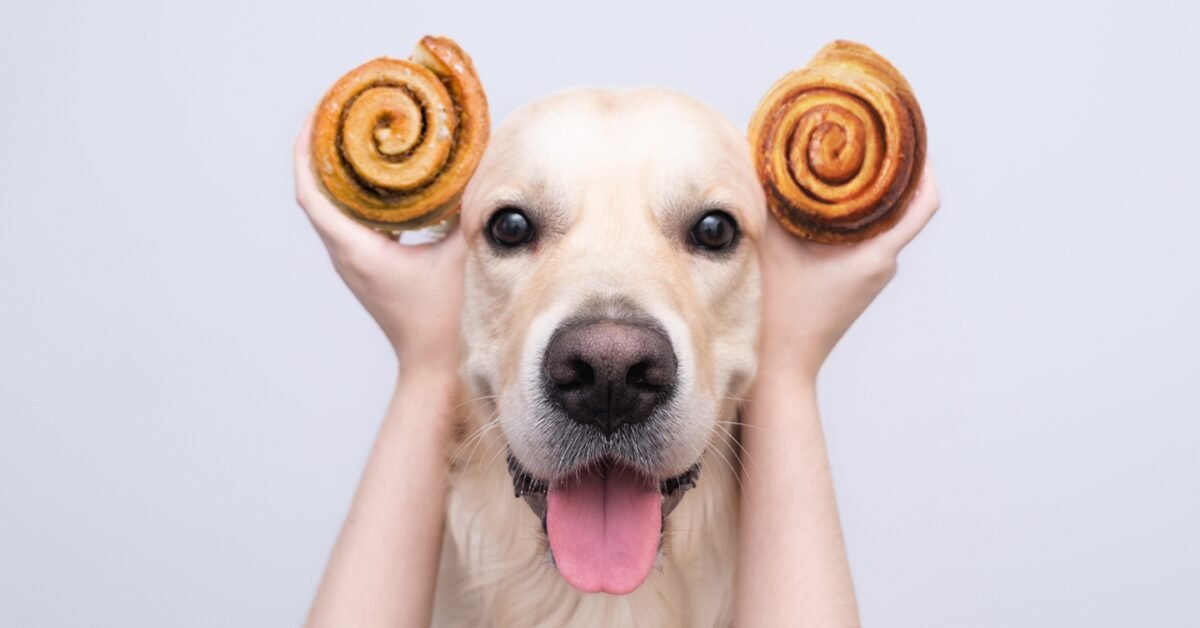 Can Dogs Eat Cinnamon Rolls? - Petsmartgo