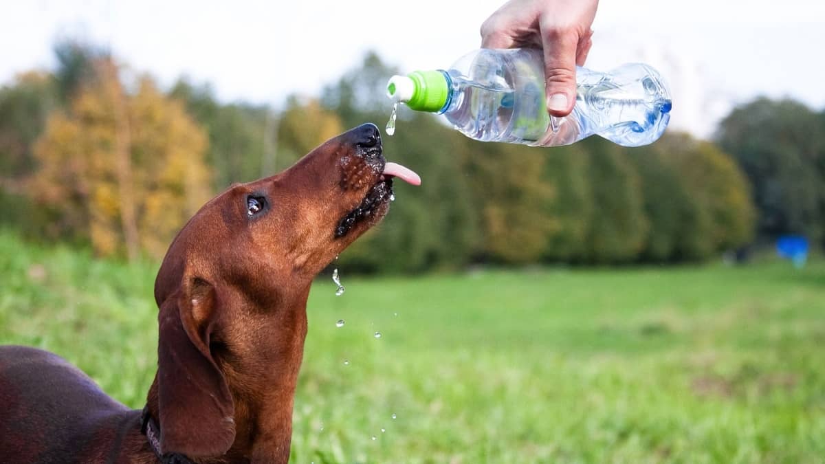 Why Dog Cough After Drinking Water