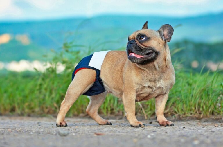 Dog Diapers PetSmart How to Find the Right Fit For Your Dog Petsmartgo