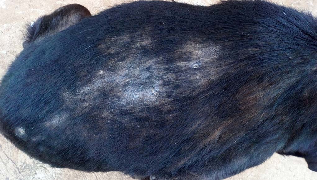 Ringworm Dog Hair Loss Mange (Updated) Petsmartgo