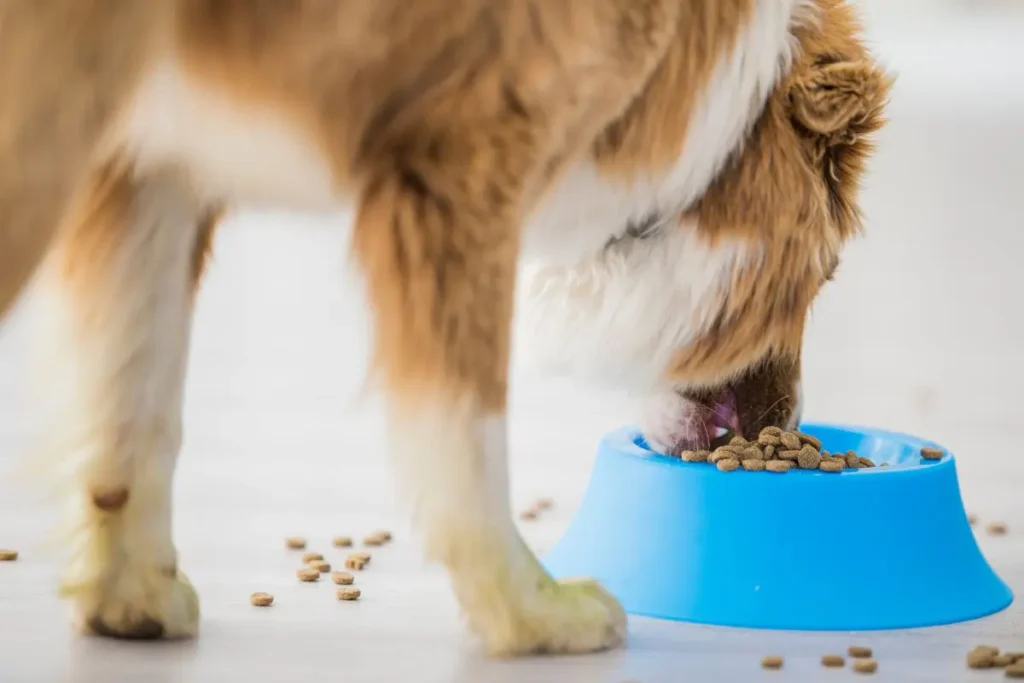 Best Dog Food For Anal Gland Issues