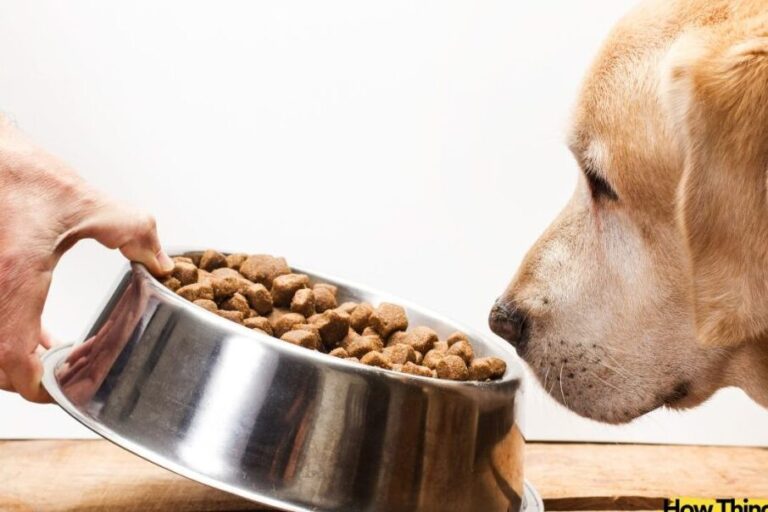 Pros And Cons Of Putting Water In Kibble (2024 Update) Petsmartgo