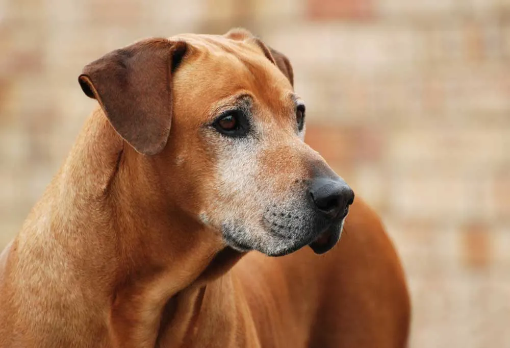 how-to-get-elderly-dog-to-gain-weight-petsmart