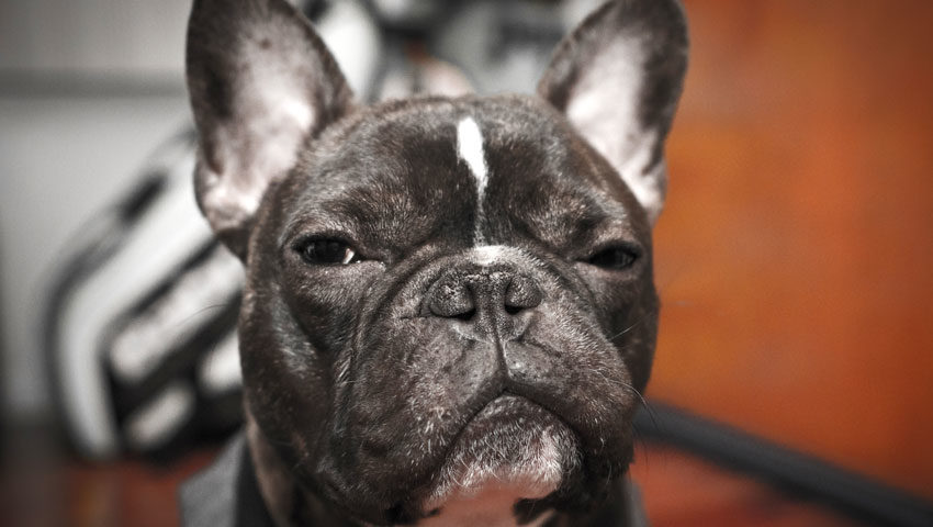 Why Do French Bulldogs Fart So Much