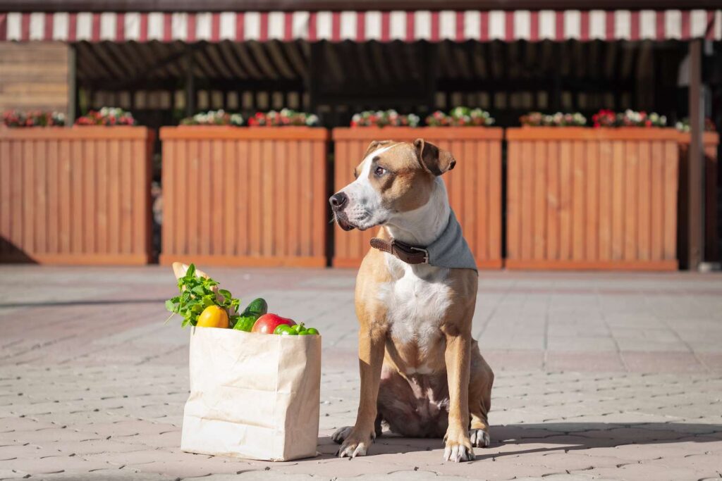 Are Jalapeno Leaves Poisonous To Dogs