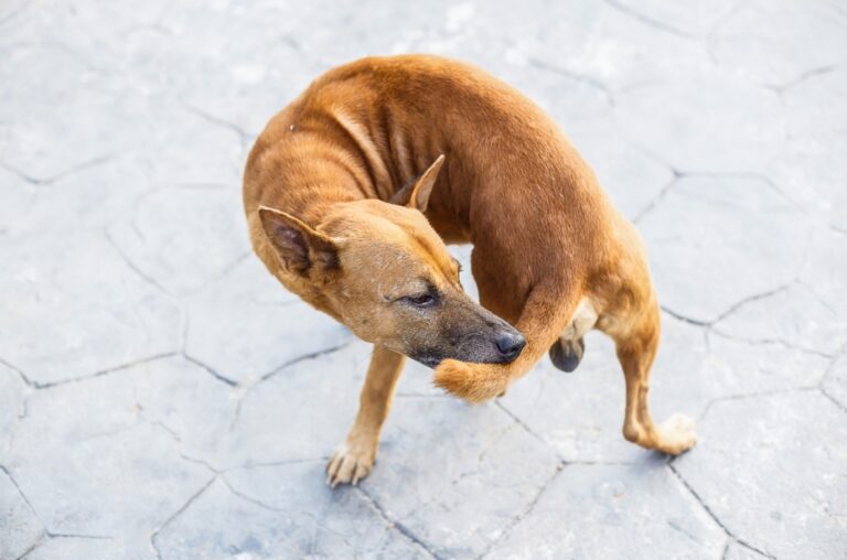 25 Effective Home Remedies for Dog Biting Tail Petsmartgo