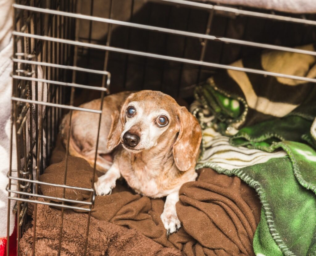 How To Euthanize A Dog At Home With Benadryl - A Step-by-Step Guide