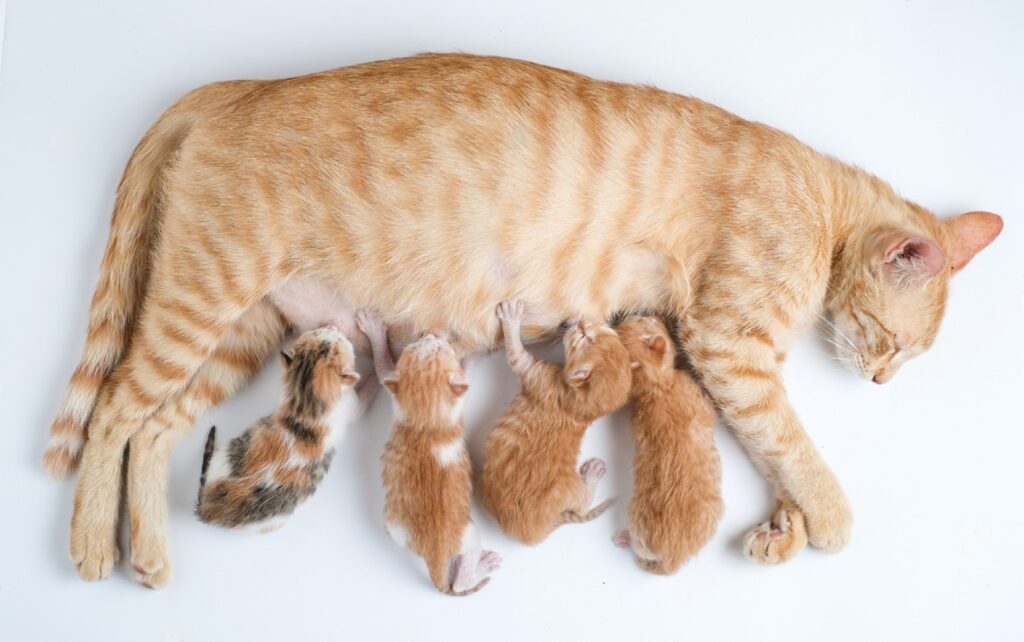 How many nipples does a pregnant cat have?