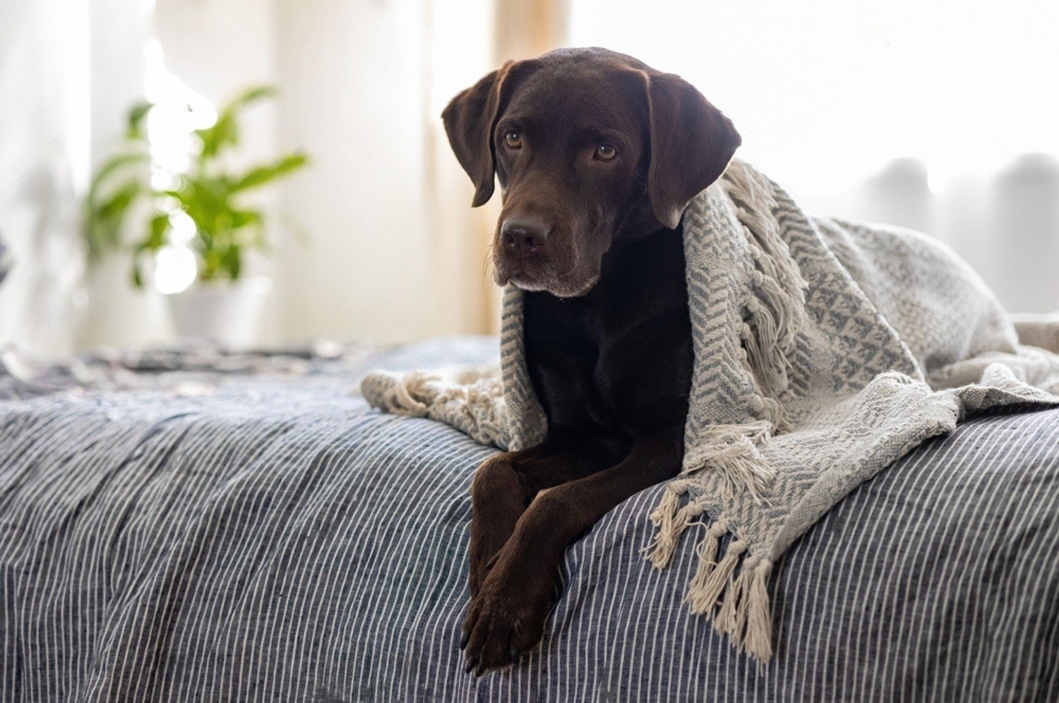 what causes fishy smell in female dogs