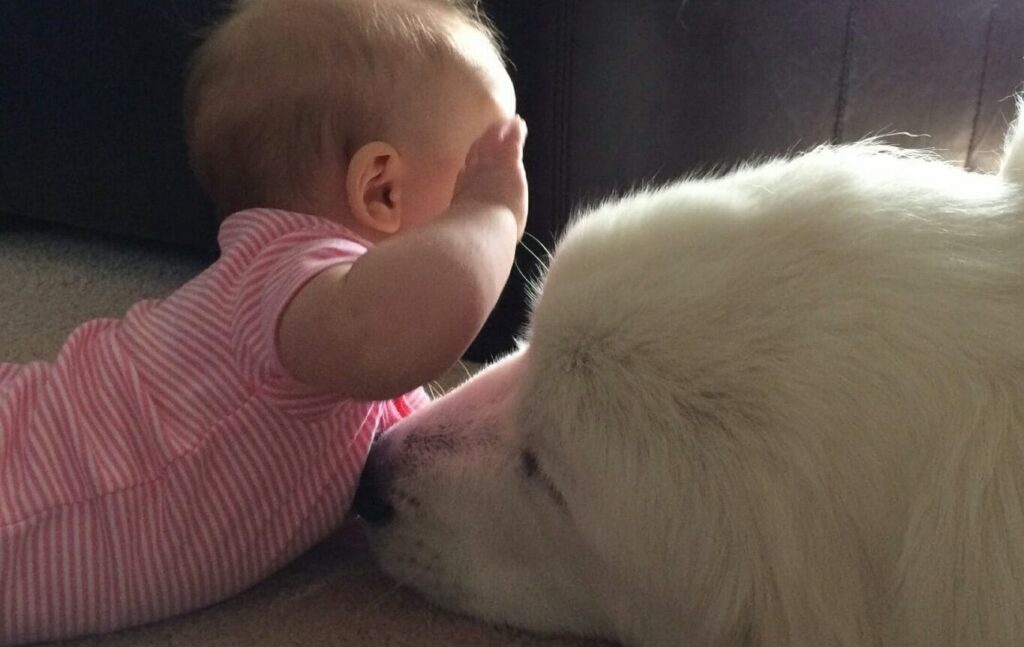 Are Great Pyrenees Good With Kids? Petsmartgo