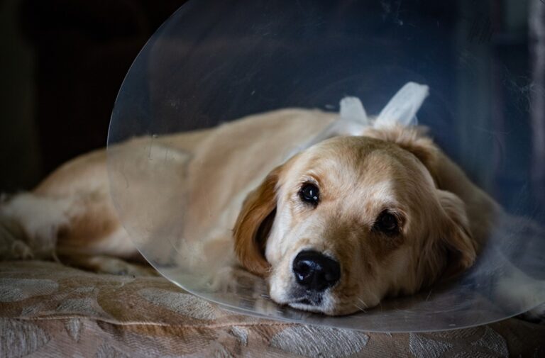 PetSmart Spay and Neuter A Comprehensive Guide Petsmartgo